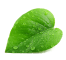 shape